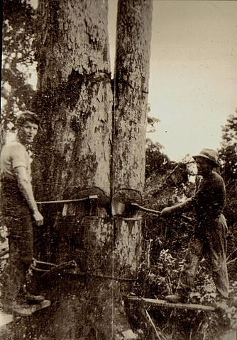 Charles cutting trees near Ratehi